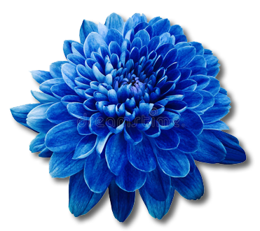 Blue Flowere for Icon copy